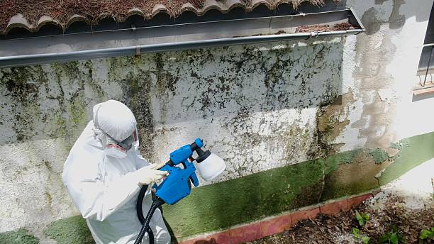 Top rated local Mold Remediation specialists in Spring Lake, MI